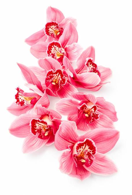 Фотообои Красные орхидеи | арт.28699