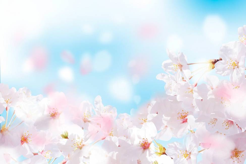 Фотообои Цветение яблони | арт.28700