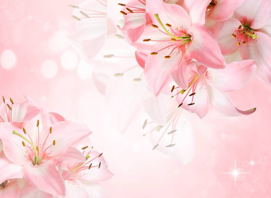 Фотообои Лилии на розовом фоне | арт.28699