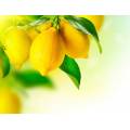 Фотообои Лимоны на ветке | арт.15162