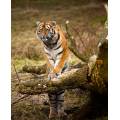 Фотообои Тигры | арт.16172