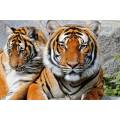 Фотообои Двое тигров | арт.16300