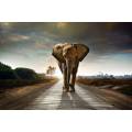 Фотообои Слон, шагающий по шоссе | арт.16325
