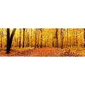 Фотообои Панорама Осень | арт.2214