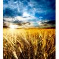 Фотообои Пшеничное Поле | арт.23308
