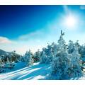 Фотообои Зимний Лес | арт.23342