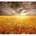 Фотообои Пшеничное Поле | арт.23356