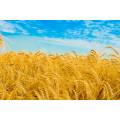 Фотообои Пшеничное Поле | арт.23359