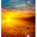 Фотообои Пшеничное Поле | арт.23384