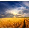 Фотообои Пшеничное Поле | арт.23386