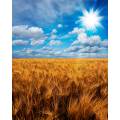 Фотообои Пшеничное Поле | арт.23533