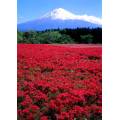 Фотообои Поле красных цветов. Япония | арт.23552