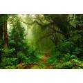 Фотообои Тропический лес | арт.23674