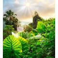 Фотообои Тропические растения | арт.23677