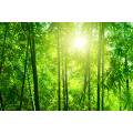 Фотообои Бамбуковый лес | арт.23690
