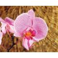 Фотообои Орхидея | арт.2810