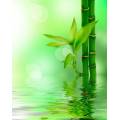 Фотообои Бамбук в воде | арт.28263