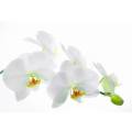 Фотообои Орхидея | арт.28281