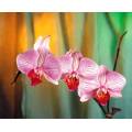 Фотообои Орхидея | арт.2832