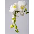 Фотообои Орхидея | арт.28322