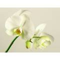 Фотообои Орхидея | арт.28356