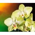 Фотообои Орхидея | арт.2836