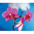 Фотообои Орхидея | арт.2838