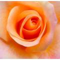 Фотообои Бутон розы | арт.28464