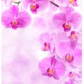 Фотообои Pink Орхидея | арт.28470