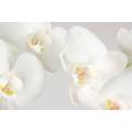 Фотообои Белая орхидея | арт.28502