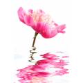 Фотообои Цветок в воде | арт.28520