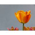 Фотообои Оранжевый тюльпан | арт.28522