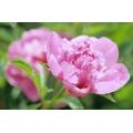 Фотообои Розовый цветок | арт.28523