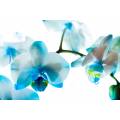 Фотообои Орхидея Голубая | арт.28526
