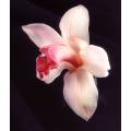 Фотообои Орхидея | арт.2853