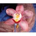 Фотообои Орхидея | арт.2854