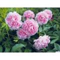 Фотообои Розовые Пионы в саду | арт.28564