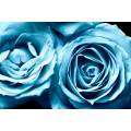 Фотообои Голубые розы | арт.28595