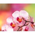 Фотообои Орхидея | арт.2860