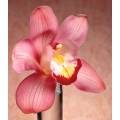 Фотообои Орхидея | арт.2861
