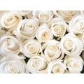 Фотообои Белые розы | арт.28616