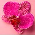 Фотообои Орхидея | арт.28632