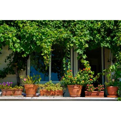 Фотообои Окно, обвитое виноградной лозой | арт.11178
