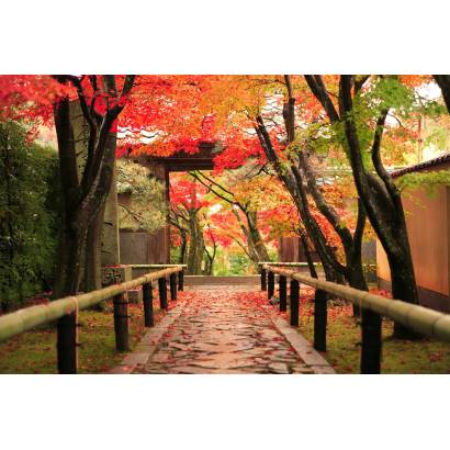 Фотообои Осенняя аллея. Япония | арт.11261