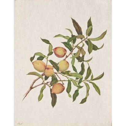 Фотообои Ветка персика | арт.18298