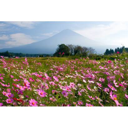 Фотообои Цветочное поле. Япония | арт.23553