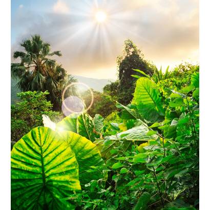Фотообои Тропические растения | арт.23677