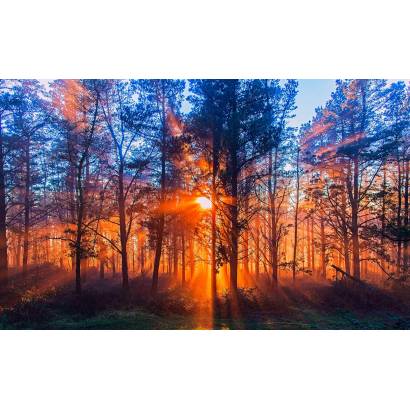 Фотообои Закат в лесу | арт.23686
