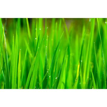 Фотообои Роса на траве | арт.28449