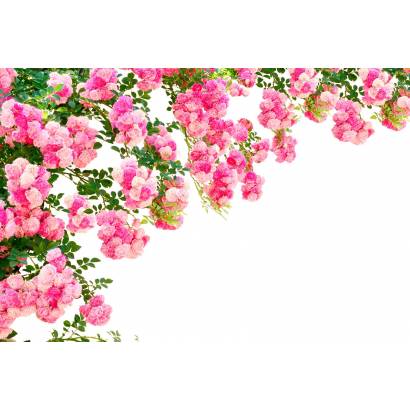Фотообои Кустарник с розовымии цветами | арт.28499